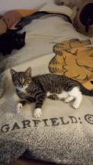 Katze - Kitten 3-Monate-alt