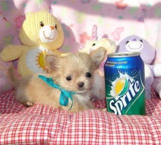 Süße Chihuahua Welpen suchen liebevolles zu Hause
