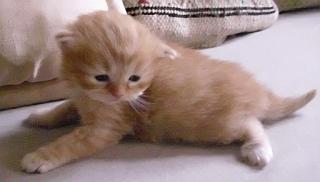 Creme-silver sibirisches Katzenbaby