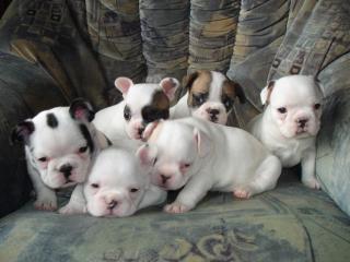 6 Süße Französische Bulldoggen Welpen