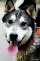 Wolf - freundlicher junger Husky-Bub
