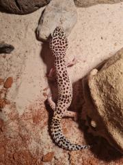Leopardengecko weiblich