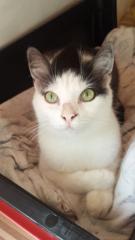 Schmusekatze Lora sucht eine Familie
