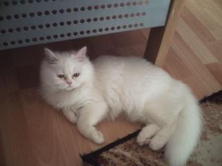 Suche reinrassigen Perserkater für weisse Perserdame zum Decken