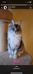 Zauberhafter Maine Coon Bub