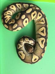 Python Regius Paar 1. 0 Pastel Mojave 100 het. Piebald het. Ghost DNZ 2021 / 0.