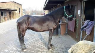 Friesen Wallach Verlasspferd 6 Jahre