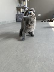 BKH Katzen