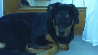 Hübsche reinrassige rottweiler hündin