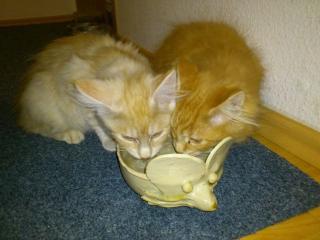 Süße Maine Coon Kitten