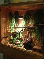2. Kornnattern mit Terarium und viel zubehör