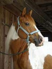 Paint Horse Stute