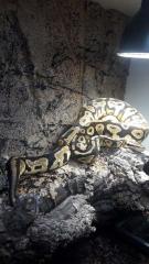Zuchtpaar Königspythons DRINGEND abzugeben