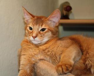 Kleiner Somalikater sucht neues Zuhause