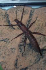 Eier von Eurycantha Calcarata Dorngespenstschrecke