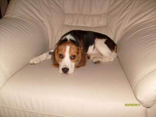 Beagle Baby 14 Wochen - RÜDE