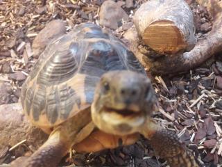 Griechische Landschildkröte