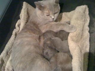 Reinrassige BKH-Kitten suchen neuen Dosenöfner