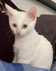 Katzenmädchen Schneeweiß mit Kristall blauen Augen