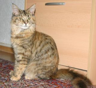 2 Maine Coon Damen suchen.