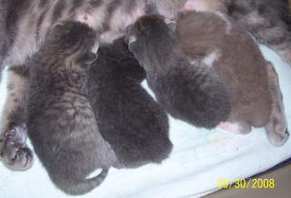 Bkh-Kitten suchen neuen platz zum schmusen