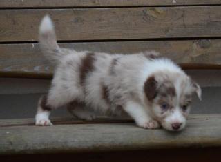 Wunderschöne Border Collie Welpen mit Stammbaum