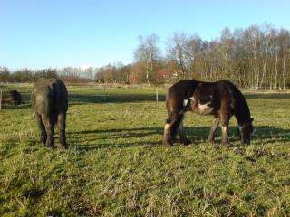 Biete Reitbeteiligung/Pflegepferd Shire Horse Belgier