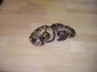 Königs Python NZ 03/08