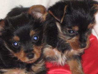 Süße mini yorkshire terrier