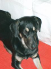 Tagespflegestelle für jungen Hund gesucht