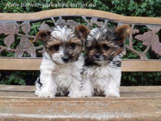 Biewer-Yorkshire-Terrier Welpen
