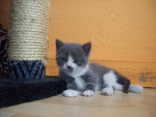 Reinrassige BKH Kitten suchen DICH