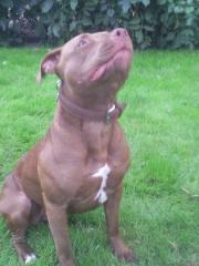 Pitbull Red Nose mit adba papieren