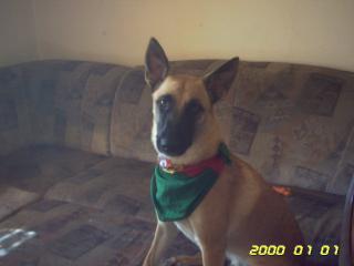 Suche ein malinois-weibchen.