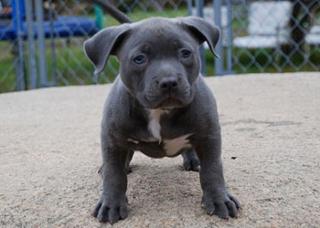 Suche Pittbullwelpen habe schon erfahrungen.