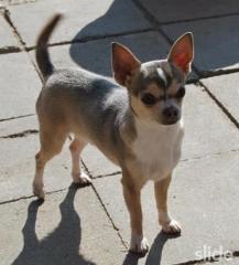 Chihuahuarüde Luca