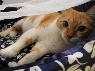Rote Katze Gata-wo sind die Melanies dieser Welt
