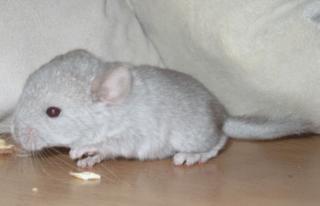 Chinchillas in verschiedenen Farben