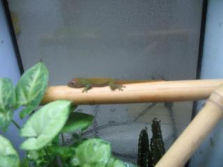 -0, 0, 8 Phelsuma mad. grandis darunter 2 high reds