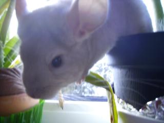 CHINCHILLA
