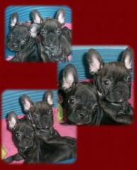 F. B Bullys