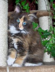 Maine Coon Mädchen bunt und typvoll
