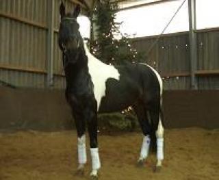 Pinto polnischer Trakehner Scheckhengst