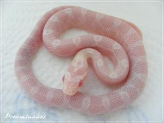Kornnatter Snow Motley und Bloodred