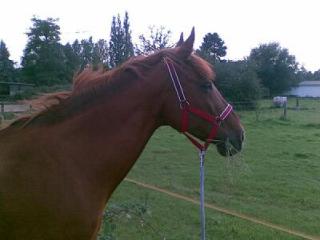 Reitbeteiligung gesucht