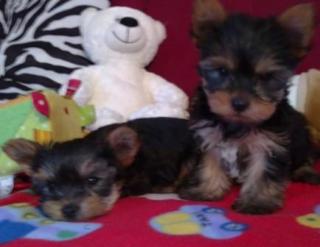 Yorkshire Terrier/ Yorki welpen 400 VB