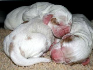 Clumber Spaniel Welpen