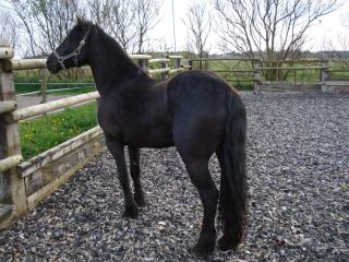 Suche eine Zuverlässige Reitbeteiligung für einen Friesen Mix Wallach