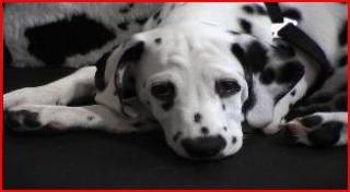 VDH/DDC/FCI Dalmatinerwelpen Precious Luv Anfang Februar 2021