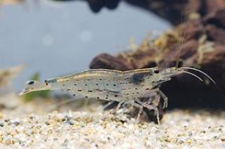 TOP-Amanogarnelen The Best gg. Algen im Aquarium